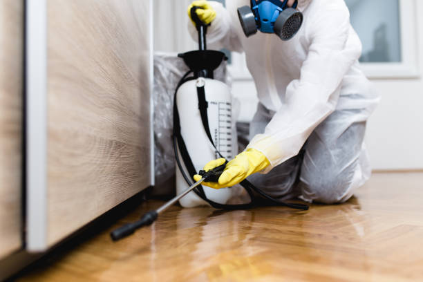Wasp Removal Services in Northlake, IL